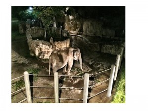 å¤ã®åç©å